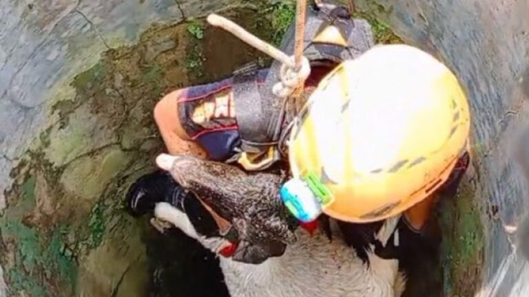 Hebat! Petugas Damkar Berjibaku Selama 15 Menit Demi Selamatkan Kambing Tercebur Sumur