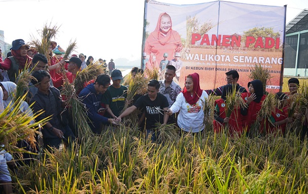 Wali Kota Semarang, Hevearita Gunaryanti Rahayu saat memimpin panen padi organik varietas Inpari di Balai Benih Pertanian Mijen, Kota Semarang, Jumat (31/5/2024).
