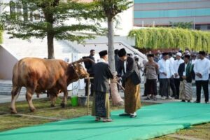 Penyerahan sapi kurban dari Presiden Jokowi ke Ketua Majelis Ulama Indonesia (MUI) Jawa Tengah, Ahmad Darodji