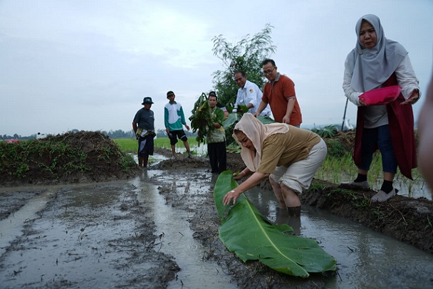 Wali Kota Semarang, Hevearita Gunaryanti Rahayu melakukan penebaran benih padi varietas Biosalin yang ditanam di lahan tidur imbas rob air laut di Kelurahan Mangunharjo, Kecamatan Tugu, Kota Semarang, Kamis (4/7/2024).