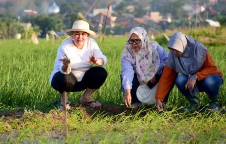 Mbak Ita Berharap Padi Biosalin Bisa Beri Kesejahteraan Masyarakat Pesisir