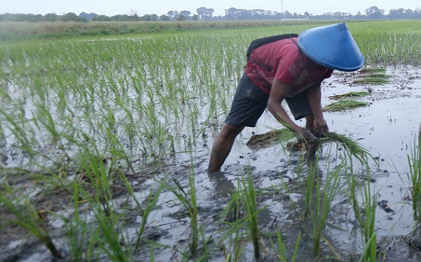 21 Hari Siap Pindah Tanam, Padi Varietas Biosalin Jadi Upaya Tingkatkan Ketahanan Pangan Kota Semarang
