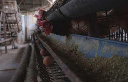 Produksi Telur dan Daging Ayam di Jateng Surplus untuk Program Makan Bergizi Gratis