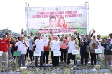 Inovasi BRIN dan Pemkot Semarang Sukses Panen Bawang Merah Lokananta dan Maserati