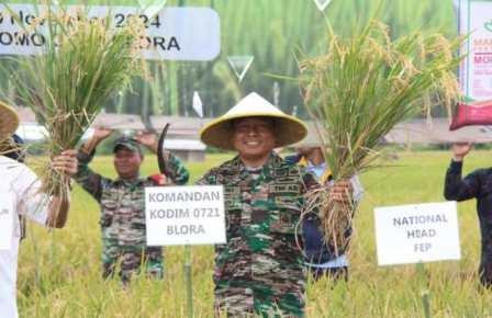 Dandim dan Kapolres Blora Ikut Panen Raya di Tambakromo Cepu, Dukung Ketahanan Pangan Nasional