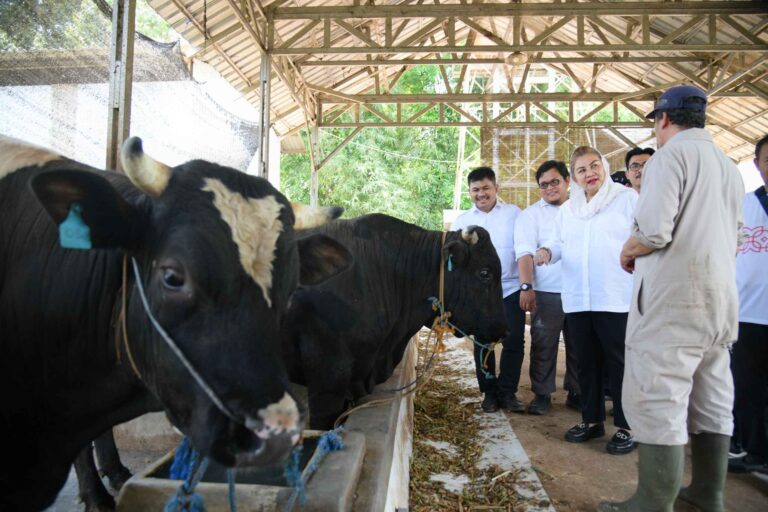 Kota Semarang Punya Potensi Pengembangbiakan Sapi Wagyu