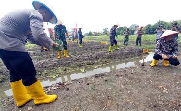 Pemkot Bersama Polres Tegal Kota Tanam Jagung di Lahan 1.000 Meter