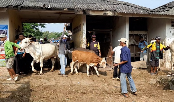 Kasus PMK Tinggal 8 Ekor Sapi, Pemkab Rembang Terus Genjot Vaksinasi
