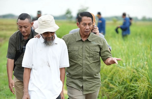 Bulog Tetap Optimalkan Serap Gabah Petani di Bulan Ramadan