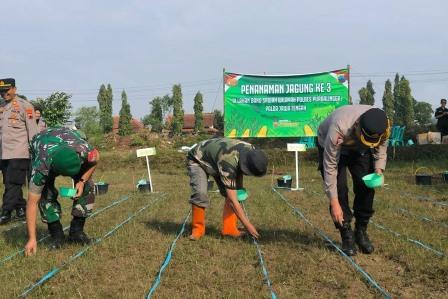 Dukung Swasembada Pangan, Polres Purbalingga Tanam Jagung di Sawah