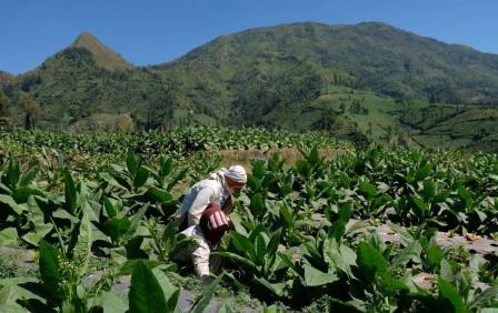Bupati Temanggung Minta Pabrik Percepat Pembelian Tembakau Petani
