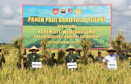 Panen Padi Protani, Korem 071/Wijayakusuma dan Unsoed Purwokerto Bersinergi Dukung Ketahanan Pangan Nasional