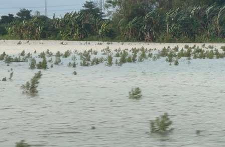 Klaim Asuransi Petani Terdampak Banjir Sudah Diajukan, Tinggal Validasi dan Realisasi