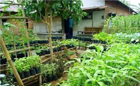 Pekalongan Giatkan Gerakan Pemanfaatan Lahan Pekarangan Jaga Ketahanan Pangan