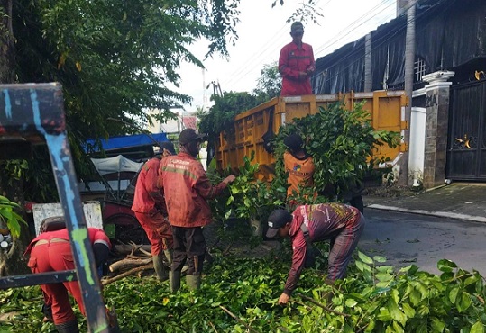 Banyak Laporan Pohon Tumbang, Wali Kota Agustina Gercep Terjunkan Tim ke Lokasi Bencana
