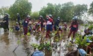 Perkuat Benteng Pesisir, Warga Kota Pekalongan Tanam 1.000 Mangrove
