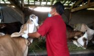 Cegah Masuknya Ternak Tidak Sehat, Pekalongan Perketat Pengawasan Hewan Kurban