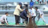 Prabowo Tinjau Panen Raya Udang di Tambak Budidaya Kebumen