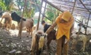 Pemkab Batang Temukan Tiga Sapi Terindikasi PMK, Diduga Asal Jatim