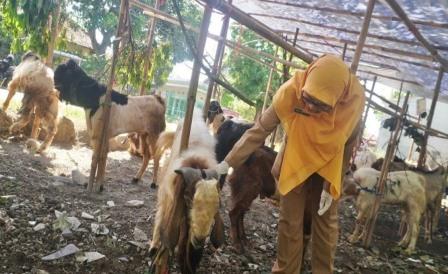 Pemkab Batang Temukan Tiga Sapi Terindikasi PMK, Diduga Asal Jatim
