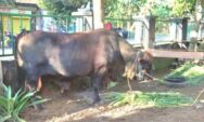 Presiden Prabowo Subianto Salurkan Kurban Sapi Jumbo Berat 1,1 Ton di Kawengan Blora