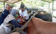 Idul Adha 1448 H, Jateng Surplus Hewan Kurban
