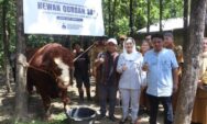 Warga Brebes dan Purworejo Terima Bantuan Sapi Kurban Presiden RI