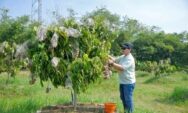 Agustina Tegaskan Agro Eduwisata Kelengkeng Masuk Pengembangan Sektor Pariwisata Kota Semarang