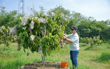 Agustina Tegaskan Agro Eduwisata Kelengkeng Masuk Pengembangan Sektor Pariwisata Kota Semarang