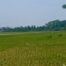 Distan Cilacap Prediksi Puncak Panen Padi pada Agustus Capai 24.000 Ha